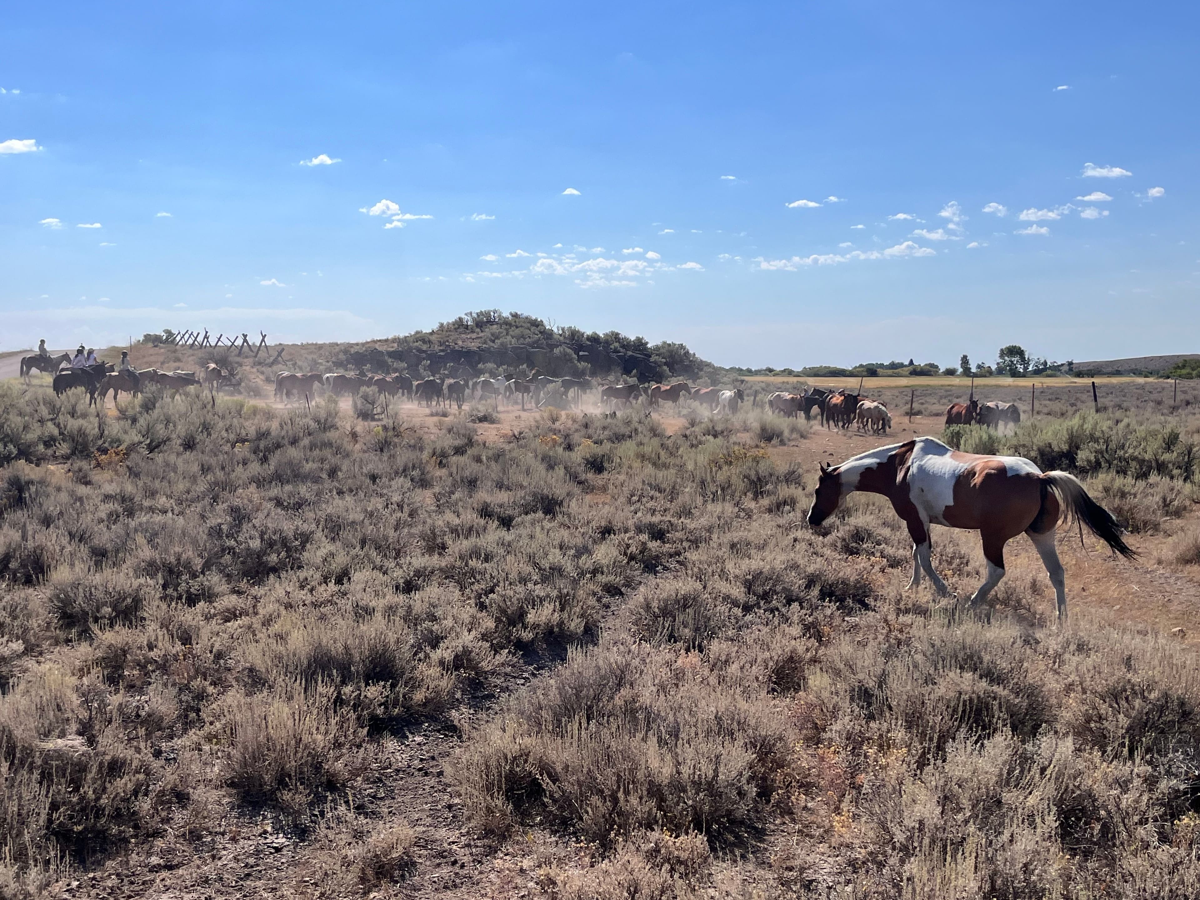Silver Spur Horse Drive